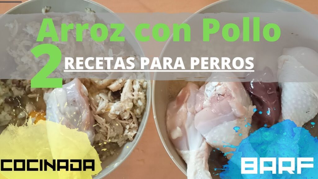 C Mo Podemos Estar Seguros De Que El Alimento Holistico Para Perros