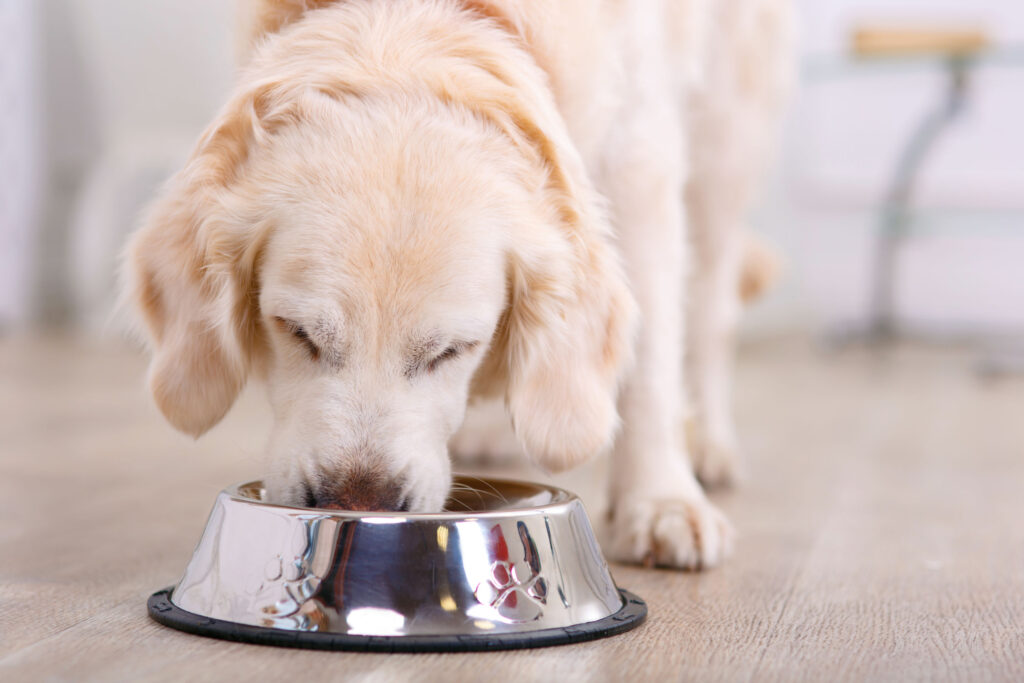 Cu Les Son Las Ventajas De Alimentar A Tu Perro Con Diamond