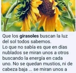 Cuáles son los nutrientes que necesitan los girasoles para crecer