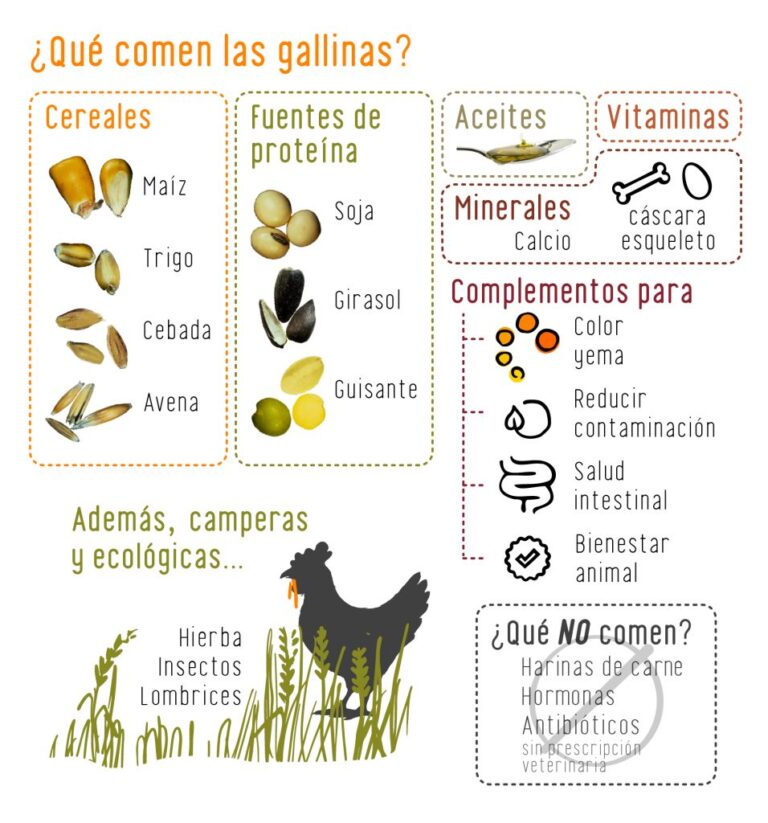 Cu L Es El Mejor Tipo De Comida Para Las Gallinas Ponedoras