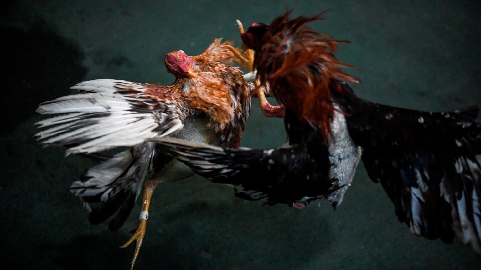 ¿cuáles Son Las Consecuencias De No Alimentar Adecuadamente A Los Gallos De Peleaemk 7024